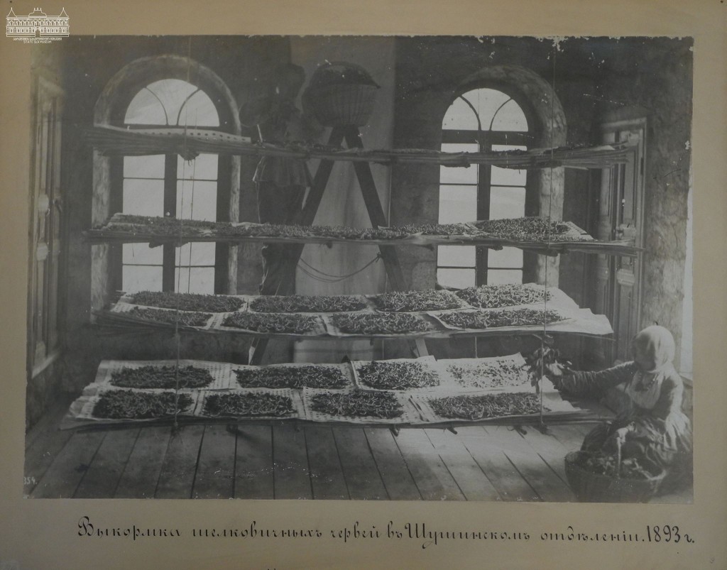 ჭიის გამოკვება შუშაში, 1893წ. აბრეშუმის მუზეუმის კოლექციიდან
